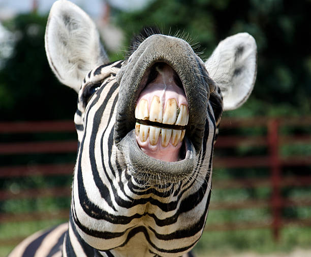 Zebra smile stock photo