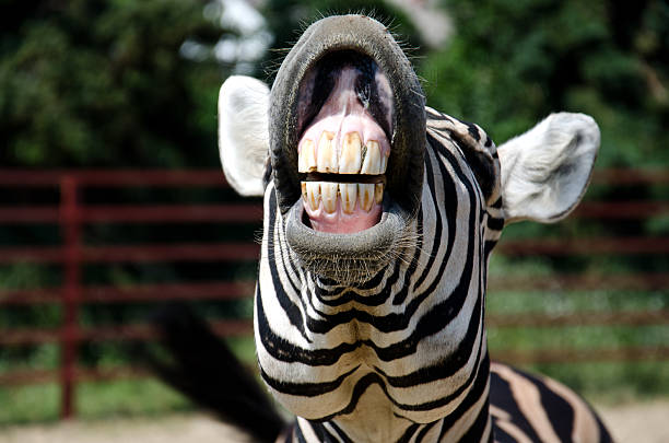 istock Close-up of zebra who is curling lips up and showing teeth 453243733