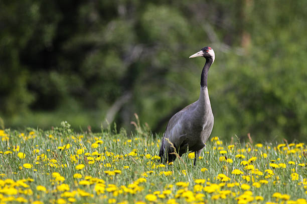 Common crane in beautiful scenery Common crane (Grus grus) standing in the green field full of yellow dandelions with green background. eurasian crane stock pictures, royalty-free photos & images