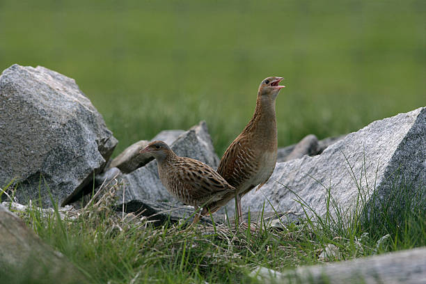 Corncrake, Crex crexx Corncrake, Crex crex, two birds in reeds, North Uist, Hebrides Scotland corncrake stock pictures, royalty-free photos & images