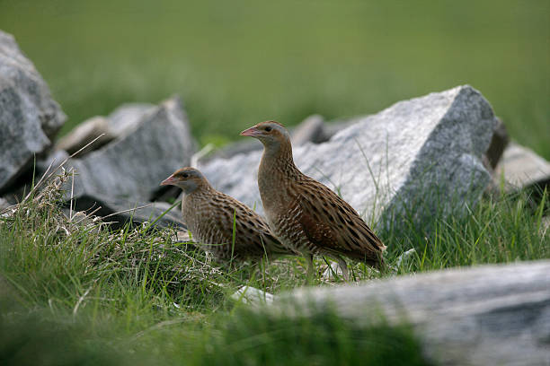 Corncrake, Crex crexx Corncrake, Crex crex, two birds in reeds, North Uist, Hebrides Scotland corncrake stock pictures, royalty-free photos & images