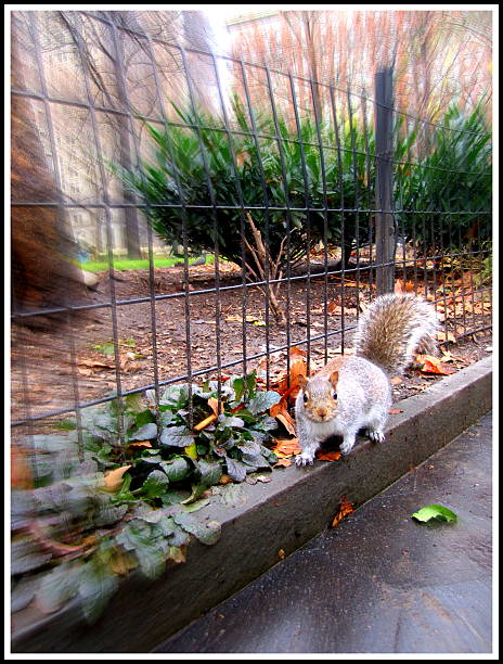 istock Chipmunk of New York 453248801