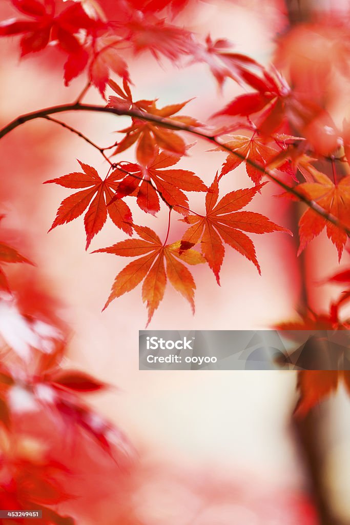 Japonais feuilles d'automne - Photo de Arbre libre de droits