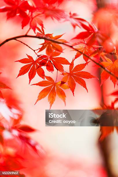 日本の秋の葉 - アウトフォーカスのストックフォトや画像を多数ご用意 - アウトフォーカス, イロハモミジ, オレンジ色
