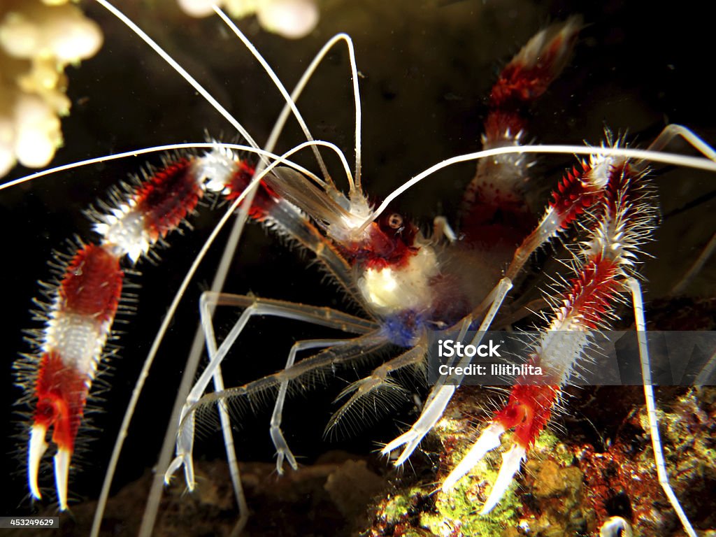 Boxer shrimp Boxer shrimp. (Stenopus hispidus). Taken at Ras Mohamed in Red Sea, Egypt. Banded Coral Shrimp Stock Photo