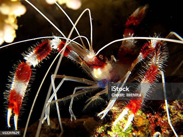 Boxer Shrimp Stock Photo - Download Image Now - Banded Coral Shrimp, Coral - Cnidarian, Extreme Close-Up