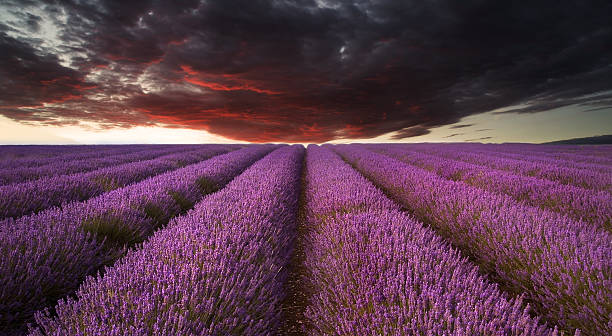 istock Stunning lavender field landscape Summer sunset under moody stormy sky 453249851