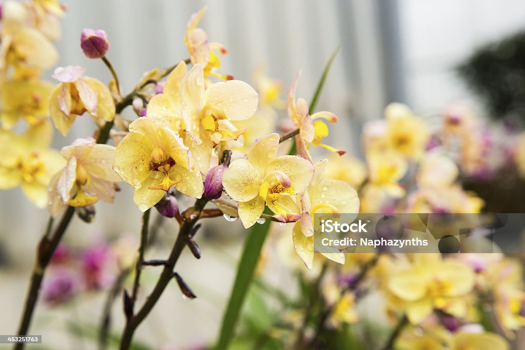 water on yellow orchid Affectionate Stock Photo