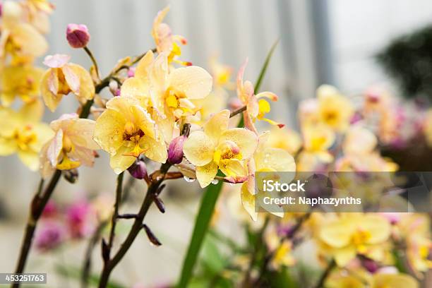 Water On Yellow Orchid Stock Photo - Download Image Now - Affectionate, Asia, Beige