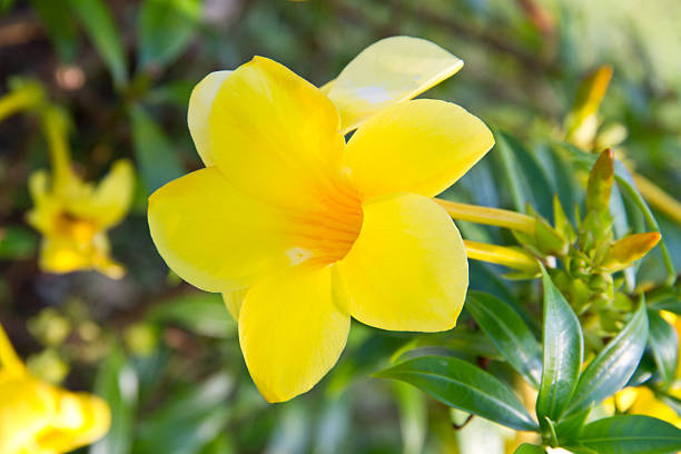 istock Golden trumpet flower 453252441