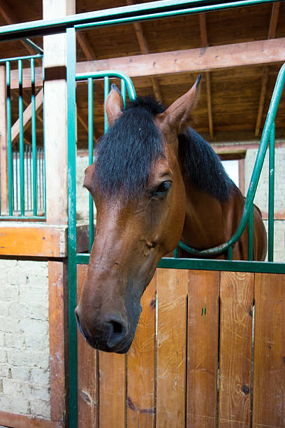 istock Brown horse in the barn 453252495