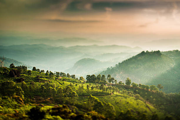 istock Tea plantations in India (tilt shift lens) 453252775