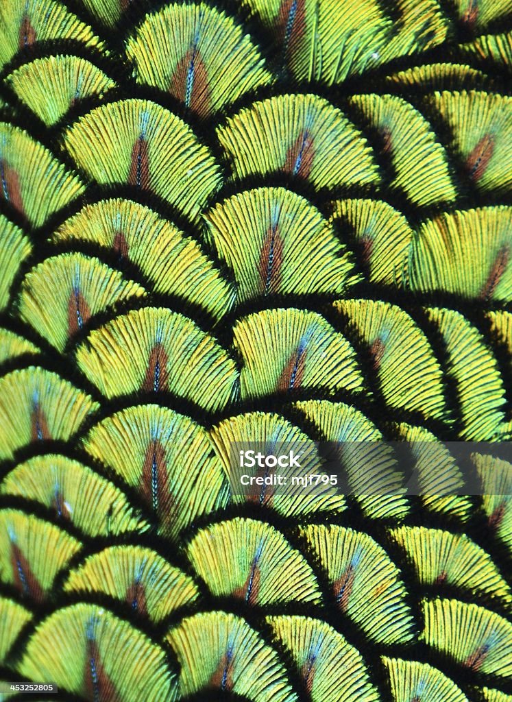 Peacock Scales Zoom of the green feathers on the back of a peacock. Abstract Stock Photo