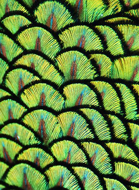 Peacock Scales Zoom of the green feathers on the back of a peacock. peacock feathers scales photos stock pictures, royalty-free photos & images