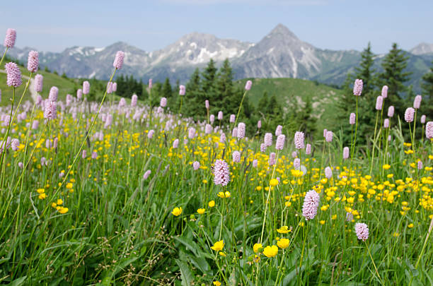 istock Mountain meadow with grass, flowers and blossoms 453252869