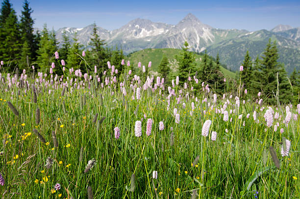 Blooming rhododendron în Rodnei Mountains, Transilvania, Romania
