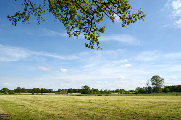 Typical pasture in East Frisia, Taken in Hopels, Ostfriesland, Lower Saxony, Germany, Europe.