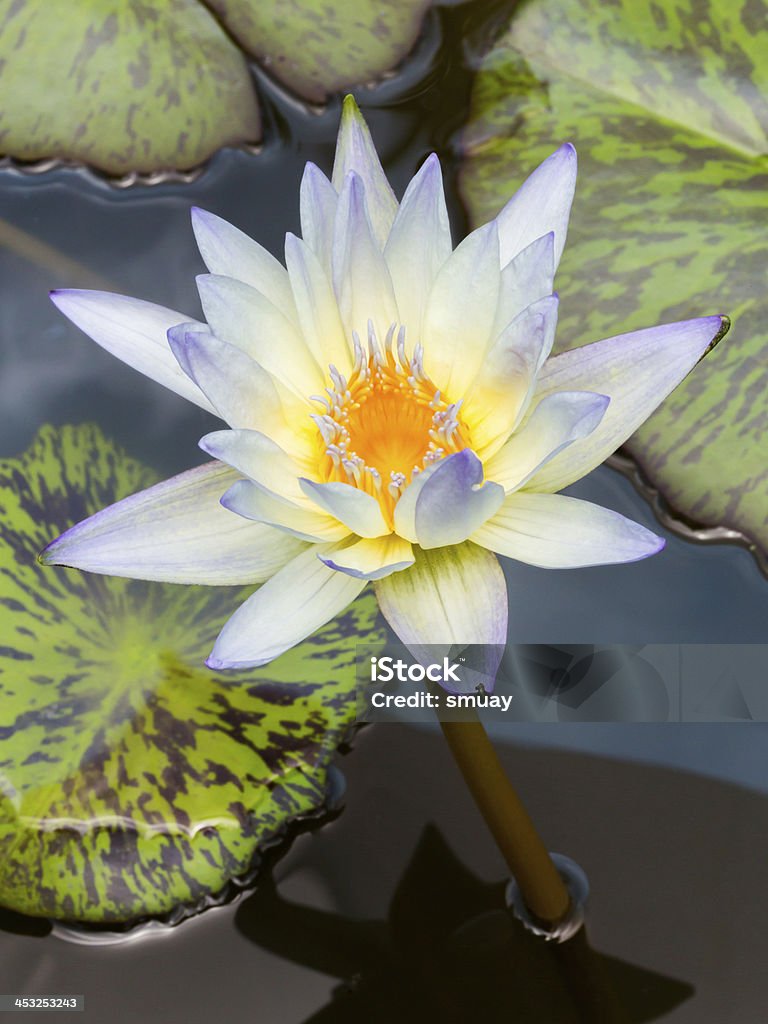 Blooming lotus flower Close up blooming water lily or lotus flower in pond Asian Culture Stock Photo