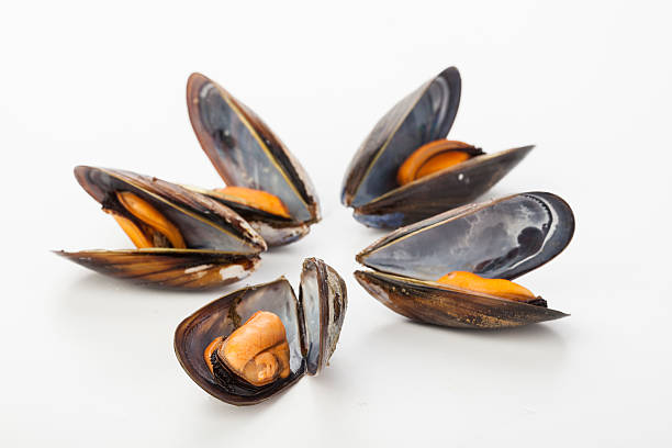 istock coocked mussels isolated over white 453253325