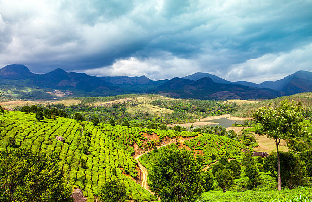 istock Tea plantations in India 453253393