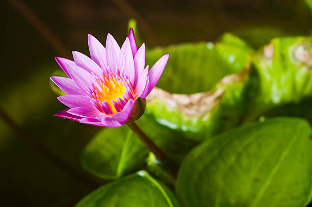 Pink water lily. Pink water lily. nymphaea stellata stock pictures, royalty-free photos & images