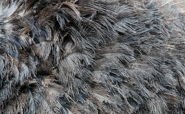 Ostrich feather Ostrich feather ostrich feather stock pictures, royalty-free photos & images