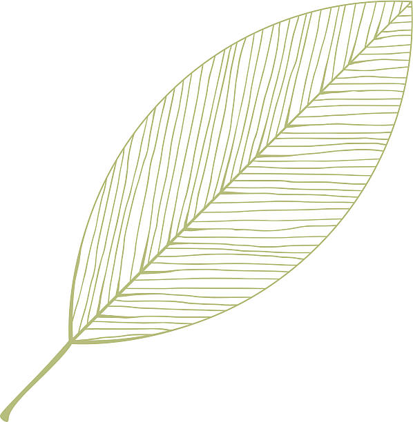 vector isolated leaf illustration vector isolated leaf illustration leaf vein stock illustrations