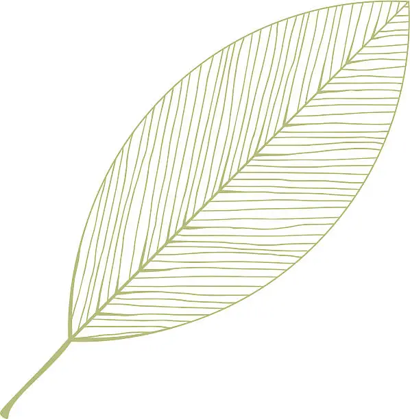 Vector illustration of vector isolated leaf illustration