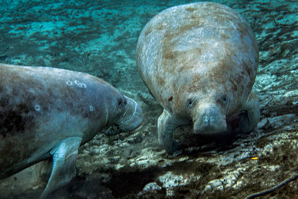 istock Manatee Right Of Way - Fanning Springs 453256383