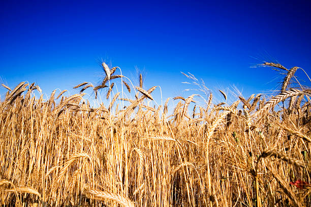 istock golden harvest 453256493