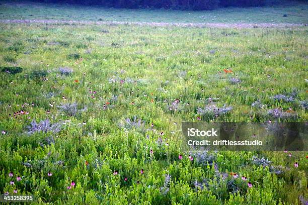 コーンフラワープレーリーの美しい芝生にフィールド - 芝草のストックフォトや画像を多数ご用意 - 芝草, ウィスコンシン州, プレーリー