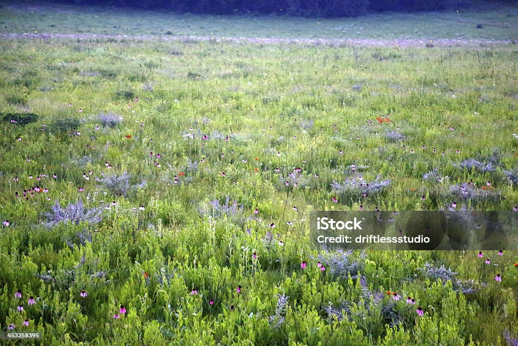 Cone de flores e grama no belo campo prairie - Foto de stock de Grama royalty-free