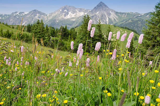 istock Flower meadow in  Tirol Austria 453258933