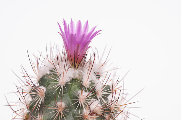 istock Green woolen cactus with violet flower 453259169
