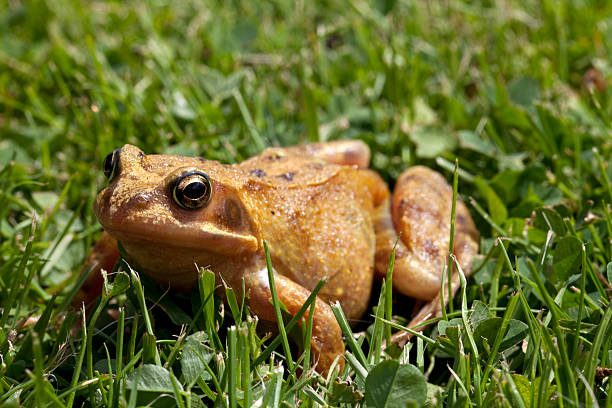 istock European Common Frog (Rana temporaria) in grass 453259547
