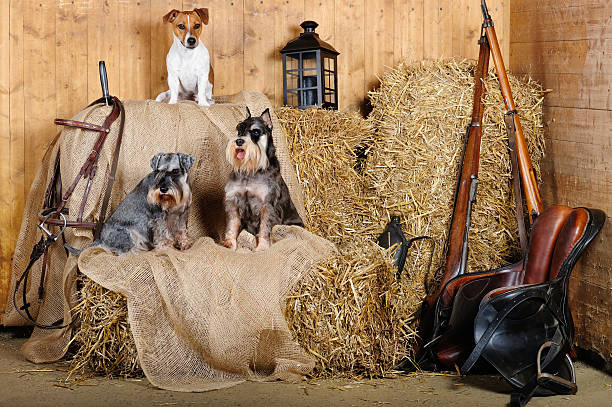 istock Jack Russell Terrier and Mini Schnauzer dogs 453260201