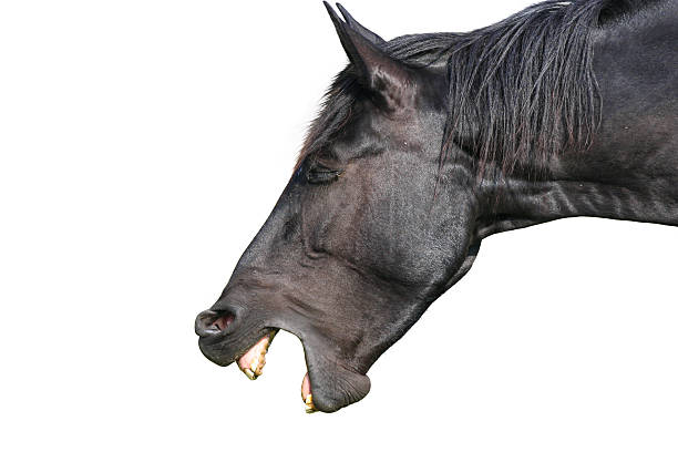 rire cheval - horse animal head laughing animal photos et images de collection