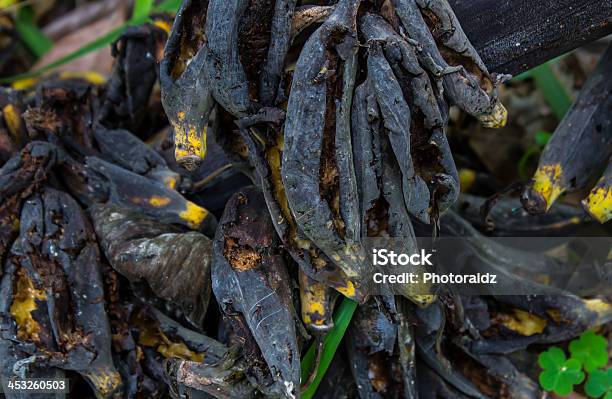 Racimo De Plátanos Nada Overripe Foto de stock y más banco de imágenes de Aguacate - Aguacate, Pudrirse, Raíz