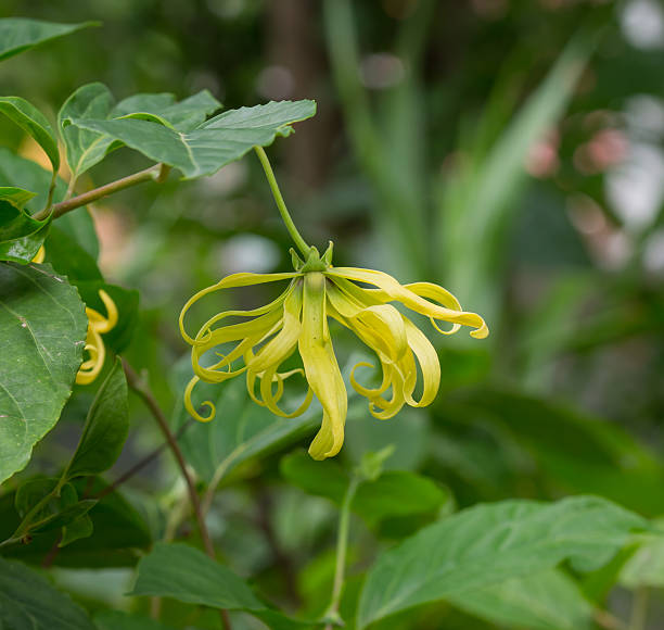 istock Ylang-Ylang flower 453263039