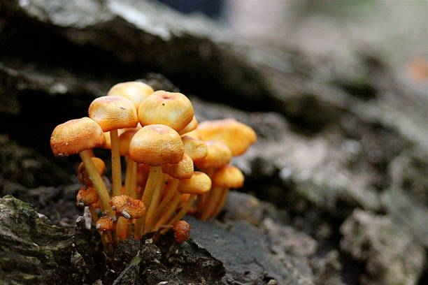 istock Orange mushrooms growing on log 453263279