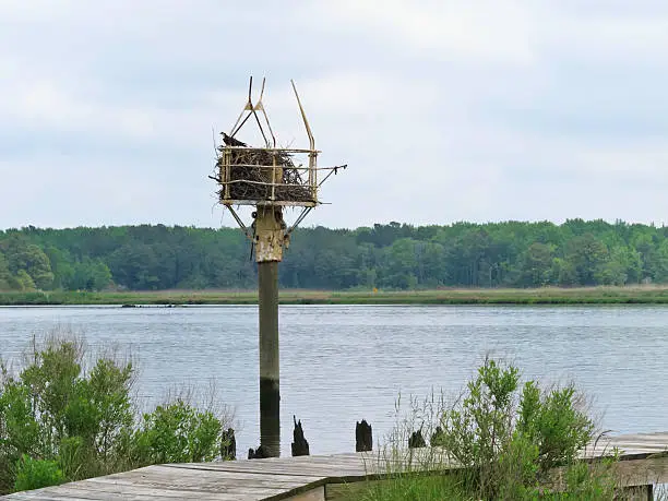 Photo of Coastal raptor on reproductive lookout