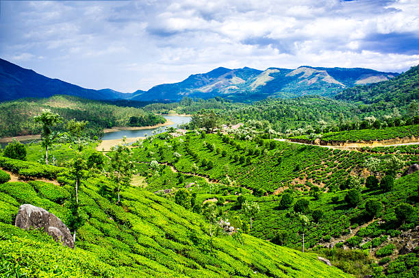 istock Tea plantations in India 453270869
