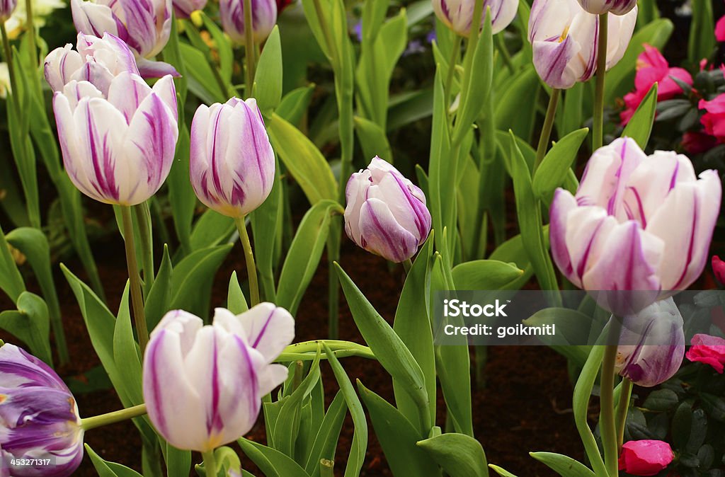 Tulips in the Garden Group of Colorful Rembrandt Tulips in the Garden Agricultural Field Stock Photo
