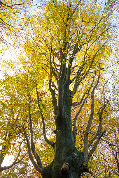 istock Canopy of a beech in sunlight at fall 453271319
