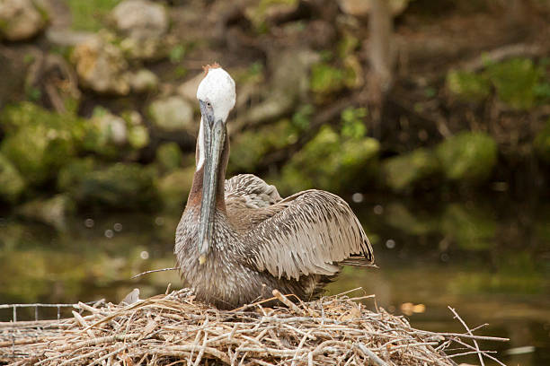 Female Brown Pelican on Nest A female Brown Pelican sits high on her nest with green plants and rocks in a quiet and remote background woods. brown pelican stock pictures, royalty-free photos & images
