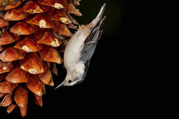 Nuthatch on Pine Cone stock photo