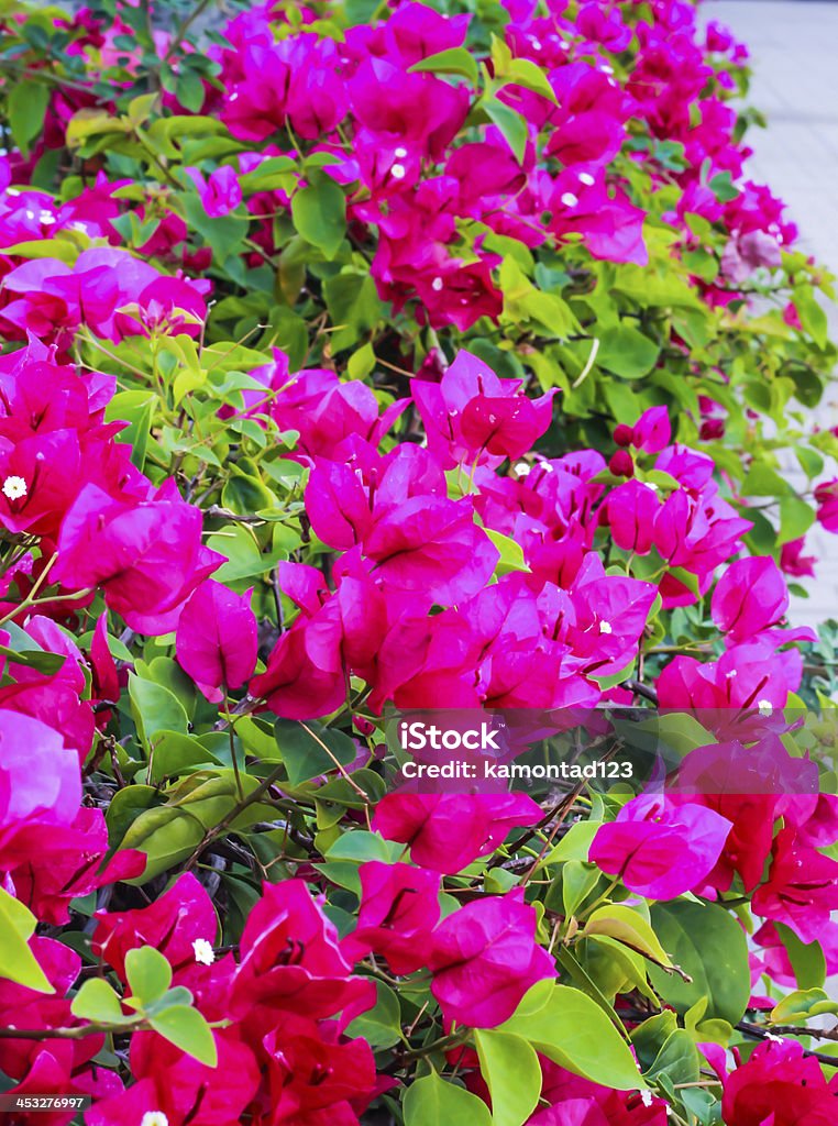 Pink bougainvillaea Pink bougainvillaea is blooming in the morning Backgrounds Stock Photo