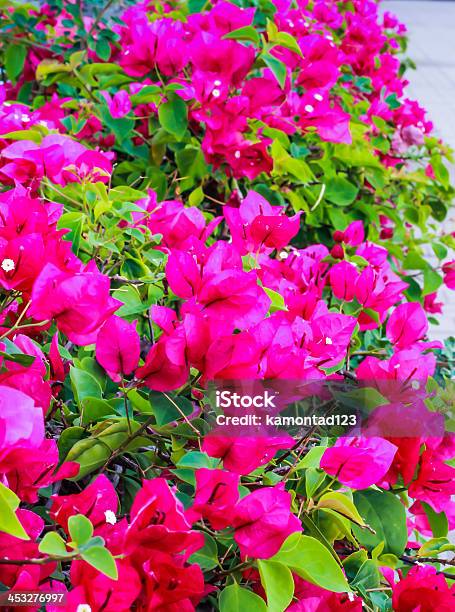 Pink Bougainvillaea Stock Photo - Download Image Now - Backgrounds, Beauty, Beauty In Nature