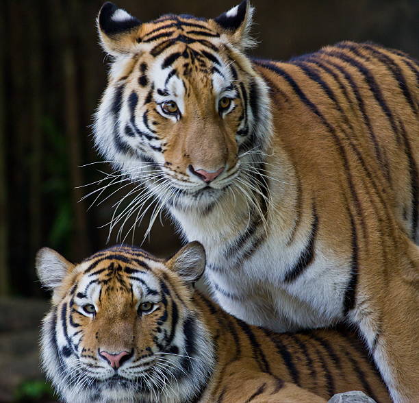 istock Portrait of Amur Tigers 453277029