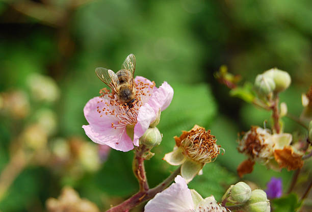 istock bee on a pink flower 453278153